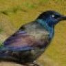 The Grackle