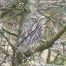 Hettie's Bird Spots