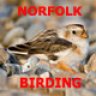 Norfolkbirder