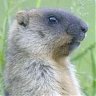 Marmot