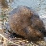 Muskrat