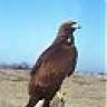 goldeneagle