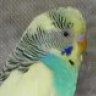 Petey Parakeet