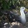 pygmy falcon