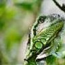 greeniguana