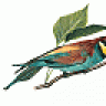 bee eater