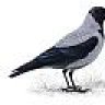 Hooded Crow