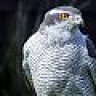 goshawk1957