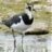 Lapwing2011