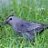 SATURDAY CATBIRD