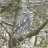 Hettie's Bird Spots