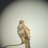 GrumpyBuzzard