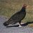 Turkey Vulture