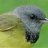 Nashville Warbler