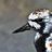 Muddy Turnstone