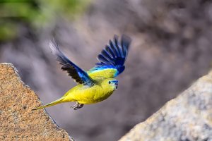 Rock Parrot in flight