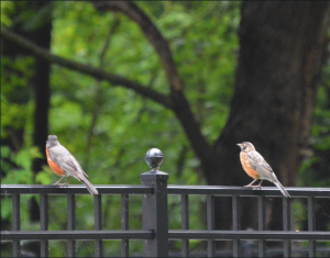 American Robins (parent and young)