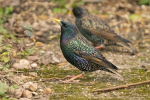 Common Starling