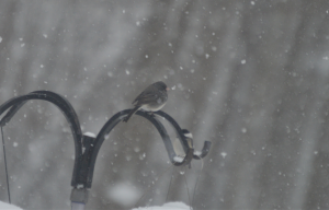 Lonely Junco in a blizzard