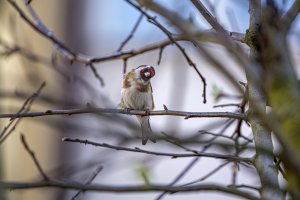 Backyard Goldfinch