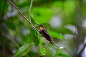 Saw-billed Hermit