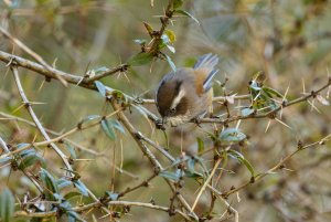 White-browed Fulvetta.jpg