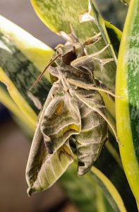 Oleander Hawk-moth