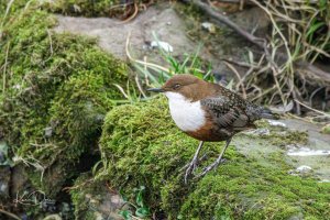 White-throated Dipper