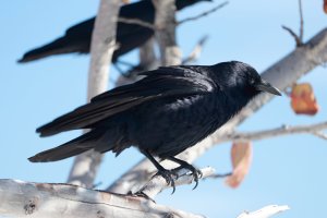 Fish Crow Looking Fluffy