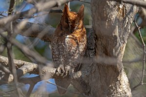 Oriental Scops Owl - Rufous Morph