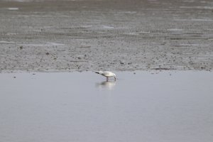 Black-headed Gull