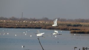 Egretta garzetta