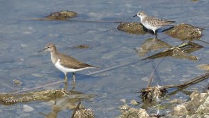 Common Sandpiper & little stint