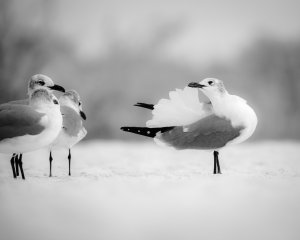 Seagull Ballet