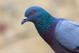 Pigeon's Portrait