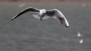 Black-headed Gull