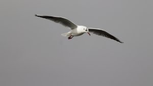 Black-headed Gull