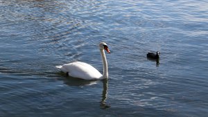 Mute Swan