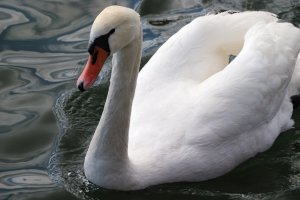 Mute Swan