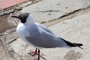 Black-headed Gull