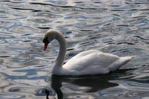 Mute Swan