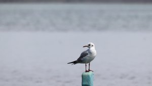 Black-headed Gull