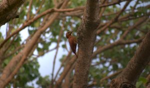 Rufous Woodpecker on a Pepul Tree