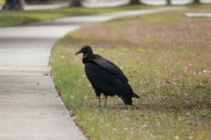 Black Vulture Cold Shoulder