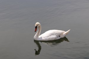 Mute Swan