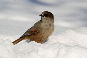 Birds in snow - 3