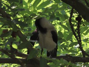 Preening time