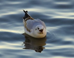 blackheaded seagull.jpg