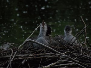 Young eurasian coots