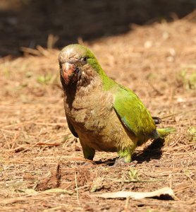 parakeet watching on the ground.jpg